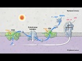 Light Reactions and Electron Transport