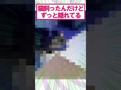 【2ch面白いスレ】飼った猫が出てこない…#2ch #2ch面白いスレ #猫