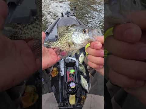 mi pesca favorita / fishing for crappie