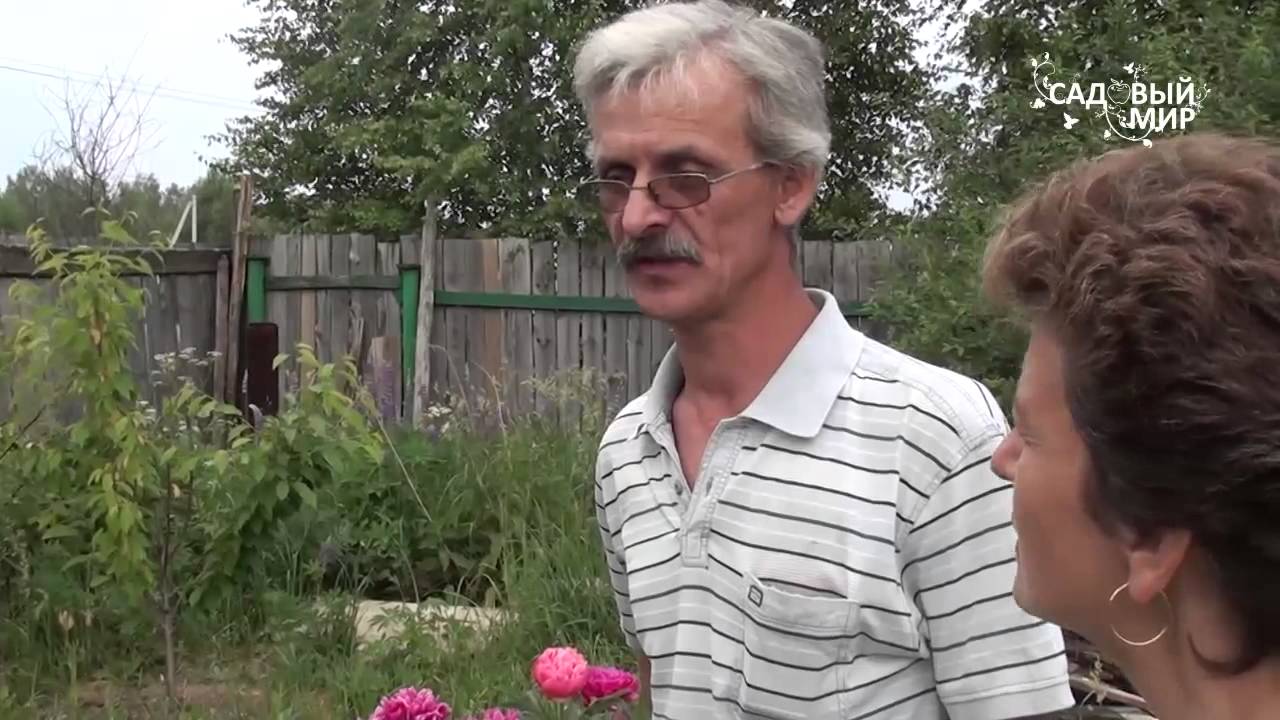 Пионы Коралловые гибриды Коллекция Юрия Лукоянова