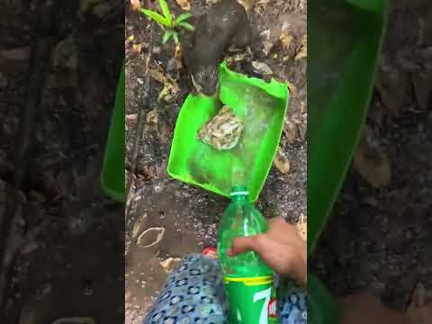 Otter Tries 7up Killing Bacteria In Raw Fish