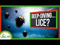 Insect Adaptations and Ocean Exploration