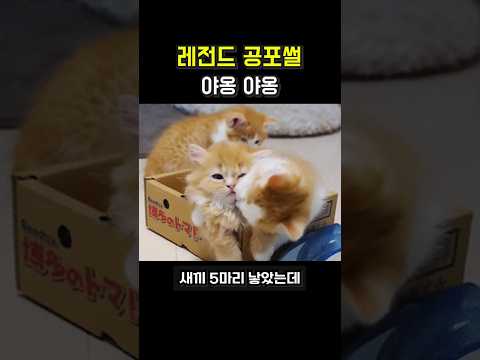 판 레전드 공포썰 [고양이의 복수]