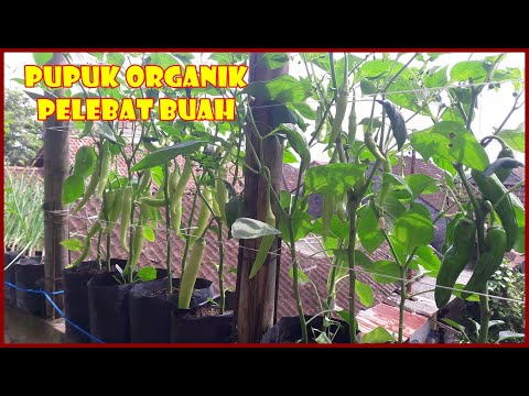 PERAWATAN CABE DI POLIBAG AGAR BERBUAH RIMBUN | ORGANIC FERTILIZER FOR CHILLI PLANTS