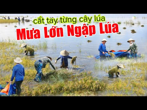Mưa lớn lụt ngập hết lúa dân cắt tay từng cây nhìn mà  xót xa