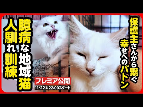 【地域猫 保護】ここはどこ...？怖いよ...過酷なお外で頑張ってきた地域猫 幸せへのバトンを繋ぎます