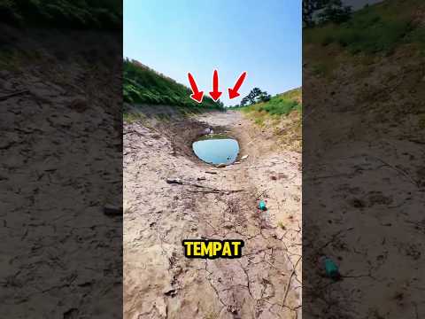 Cari ikan menguras kubangan hasilnya bikin kaget!😲#shortsvideo