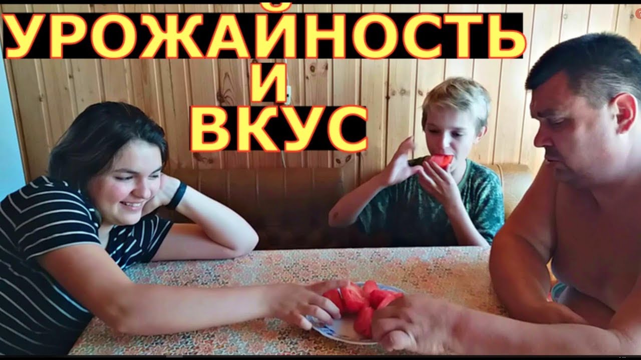 10 сортов наших томатов, описание, дегустация. Ленинградская область