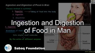 Ingestion and Digestion of Food in Man