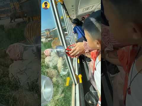 🦁 Chintu Feeds a Lion with His Own Hands at the Zoo 😱🍗 #shorts