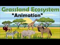Grassland Ecosystems and Their Importance