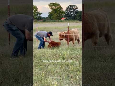 When a Mother’s Love Meets Human Kindness 🐾l❤️🩹#animals #foryou #love #mom #pets #viral #fyp
