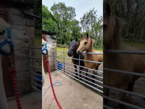 What happened to this farm?  #goat #donkey #funny #for #foryou #funnyvideo #cute #pet #animal #usa