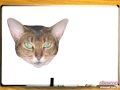 Cat Ear Geometry and Congruence