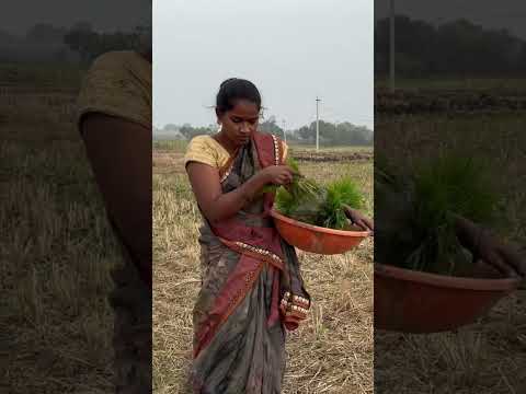 Gallu mantu ningi merisenu vari vesthuna natanike
