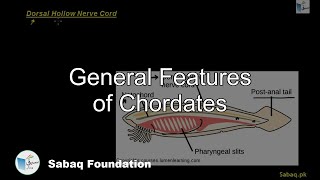 General Features of Chordates