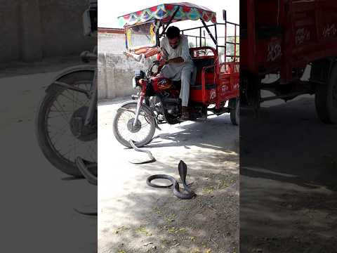 Admi ne sanp ko save kar dia