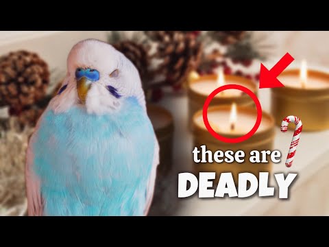 Christmas HAZARDS for Pet Birds 🎄Keep them safe