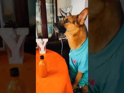 mis papás con chile parte 2/2🐶🐶🐶🍟🌶️