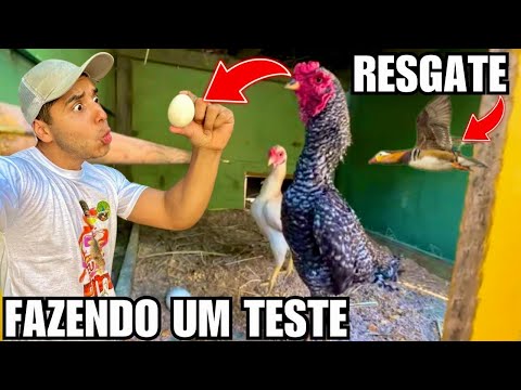 Como saber se a galinha está bebendo ovo | Resgate marreco mandarim | Aves Recriar