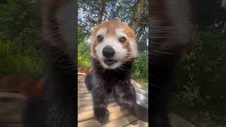 sweet potato for red pandas