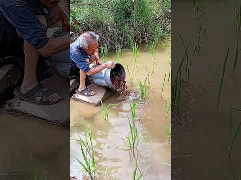 Khởi nghiệp tôm lúa đi vào lòng đất