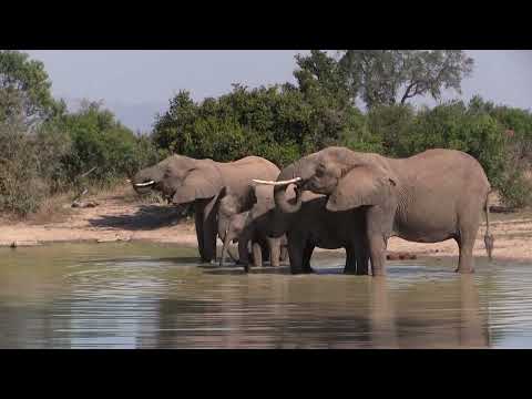 Elephant Fun At The Waterhole