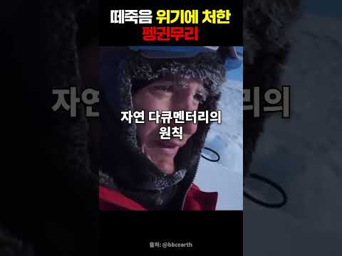 떼죽음 위기에 처한 펭귄무리 #동물 #위기 #남극 #구출 #반전 #shorts