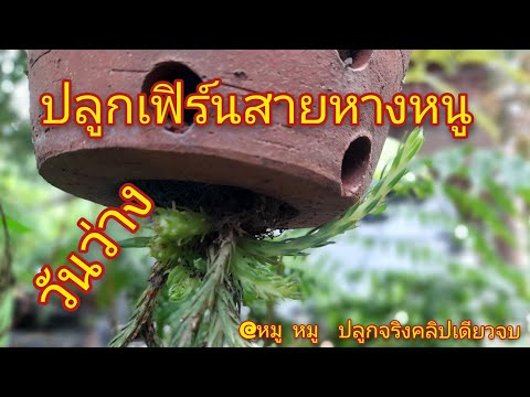 ปลูกเฟิร์นสายหางหนู @หมู หมู ปลูกจริงคลิปเดียวจบ