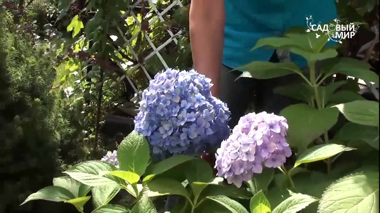 Голубые гортензии как сохранить цвет