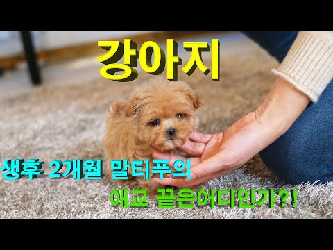 강아지 심장폭격 생후 2개월령 말티푸의 애교부리다 결국.....#강아지 #강아지유튜브 #cuteanimals #puppy