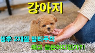 강아지 심장폭격 생후 2개월령 말티푸의 애교부리다 결국.....#강아지 #강아지유튜브 #cuteanimals #puppy