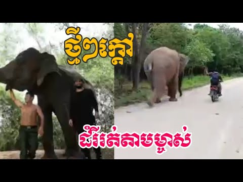 ដំរី lucky (សំណាង) រត់តាមម៉ូតូម្ចាស់ កំសត់ណាស់😭