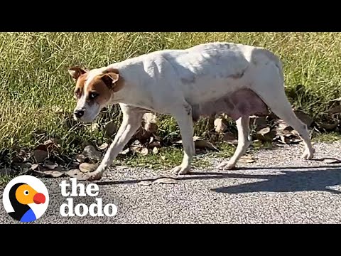 Mama Dog Was Hiding Her Puppies In Abandoned House | The Dodo