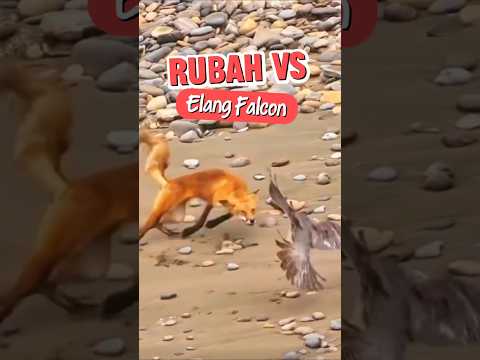 Duel Alam Liar: Elang vs Rubah! Siapa yang Menang?! 🥶 #elang #eagle #falcon #viral #shorts