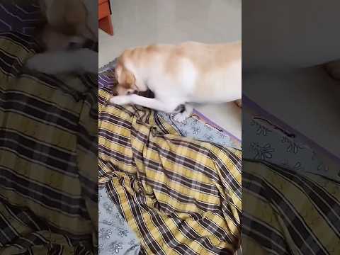 🔥படிப்பு விஷயத்துல நான் ரொம்ப strict😡🥰💥 #petlover #cute #dog #puppy #doglover #shorts #funny #love