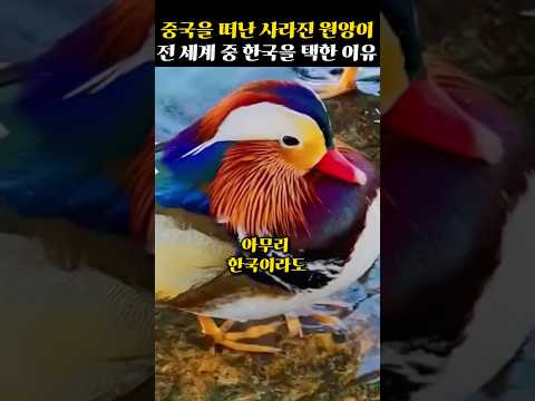 중국이 사라진 철새 원앙의 행방을 한국에서 찾자 전 세계 외국인들의 충격적인 반응