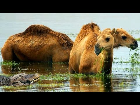 "عالم الحيوان🐊🔥 التماسيح الجائعة لا تعرف الرحمة: صراع البقاء في عالم الحيوان! 🌊💥"#عالم_الحيوان