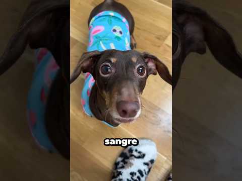 Cuando Sonu se negó a ponerse la medicina en la pierna. #shortvideo