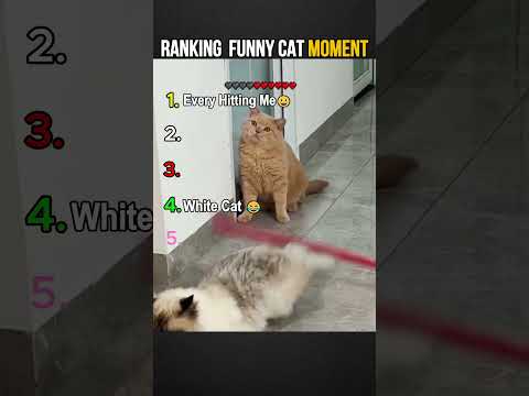 Ranking Funny Cat Moment  #shorts  #funnycatsvideo  #memes