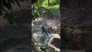 Have you ever seen a gorilla jumping? 🦍✨