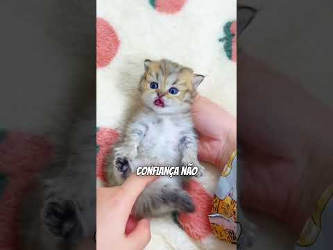 Por que os gatos mostram a BARRIGA