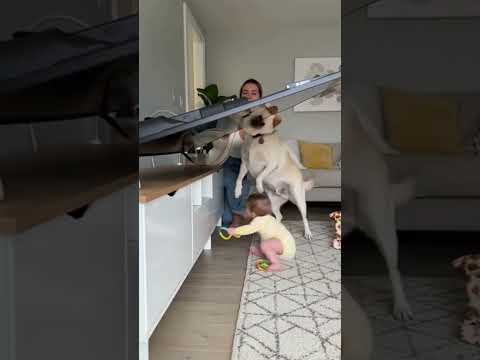 # baby # dog # cute #sora2