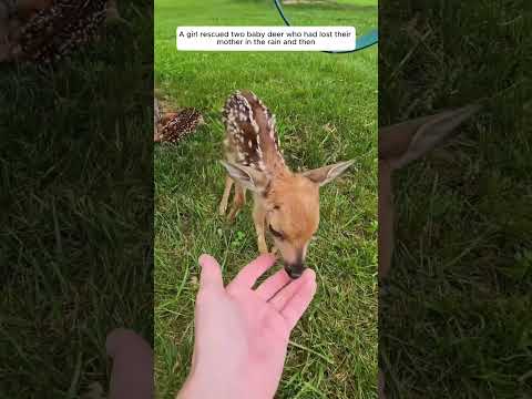 A girl rescued two baby deer who had lost their mother in the rain and then