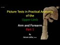 Upper Limb Anatomy and Nerve Functions