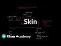 Exploring the Integumentary System: Key Concepts and Functions