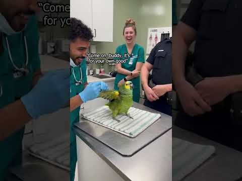 This Parrot Rejects Needle Diplomacy