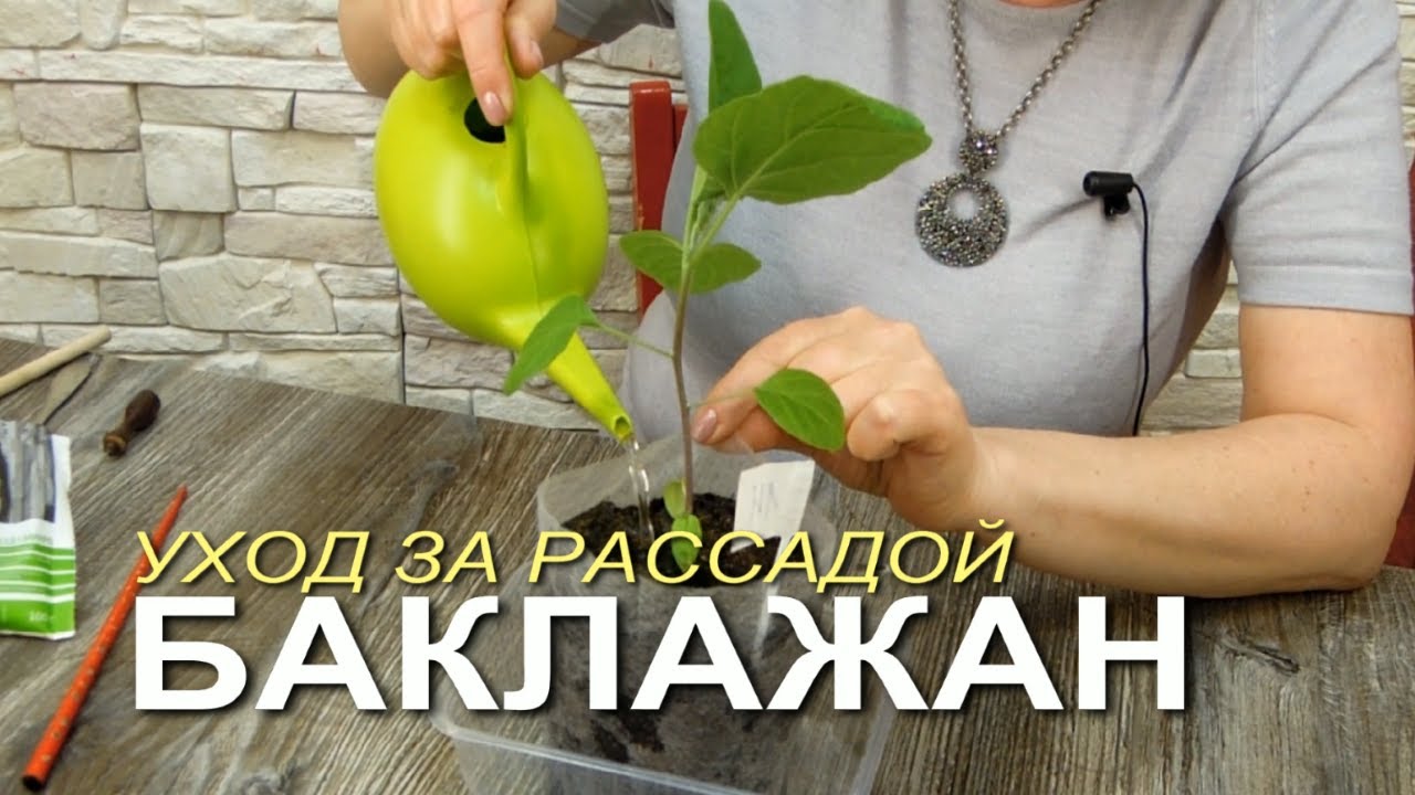 Уход за рассадой баклажанов после пикировки!
