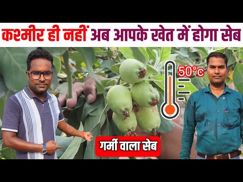 सेब सिर्फ कश्मीर में नहीं – अब आपके खेत में भी उगेगा Apple Farming 🍏 गर्मी वाले सेब की खेती Apple
