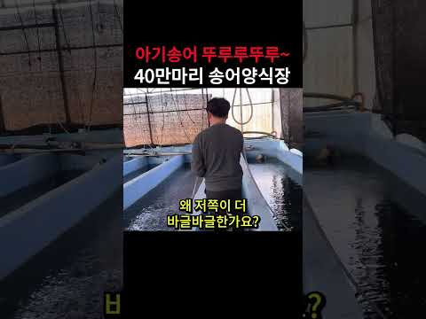 아기송어 ~ 어른송어